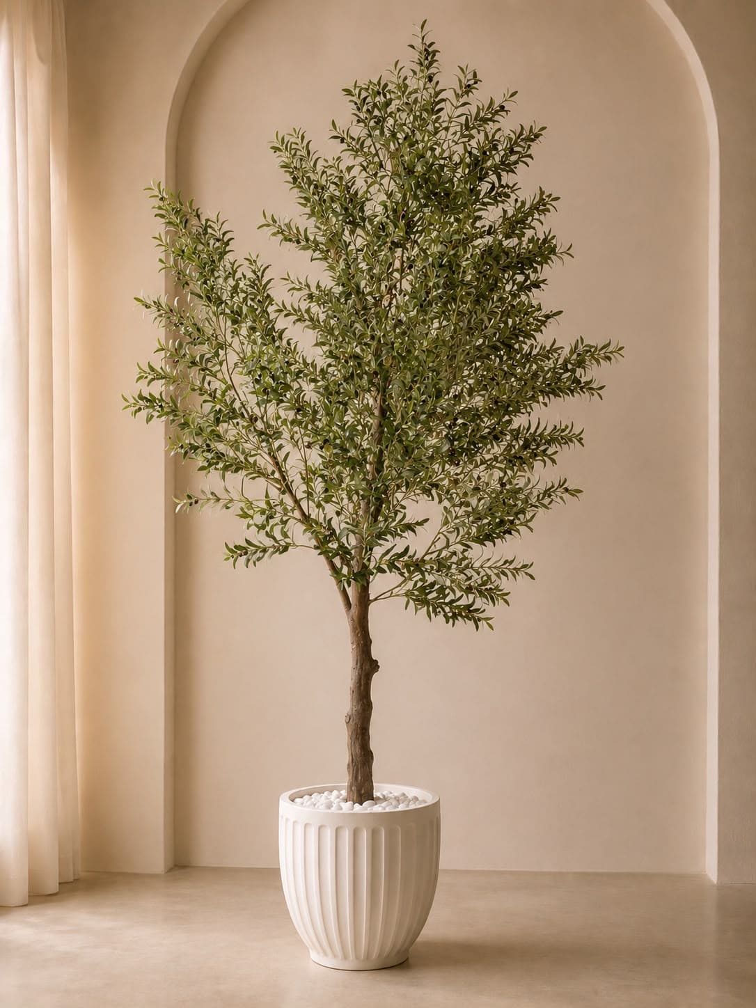 Olive Tree